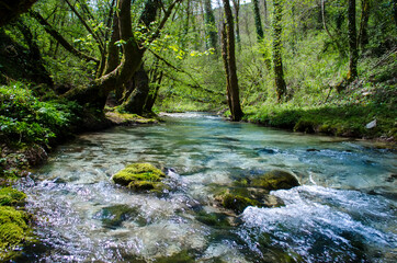 Fiume limpido tra i boschi