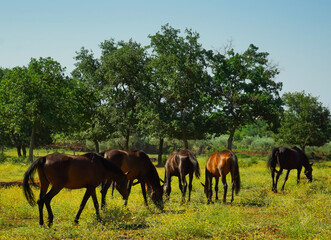 Obraz na płótnie Canvas grazing herd of horses
