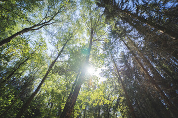 Obraz premium Sonne im Wald