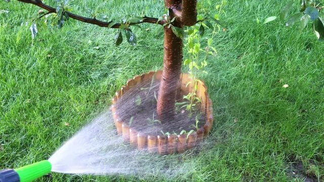 Watering green grass lawn with spray gun in summer garden by sprinkler 4k