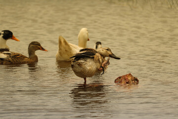 Duck swimming in the lake