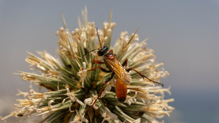 wild wasp collects nectar from plants, summer