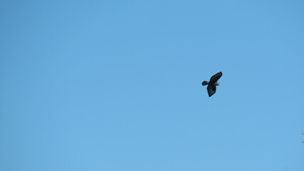 Fototapeta premium Poiana in volo 