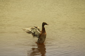Duck swimming in the lake