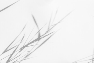 Obraz premium Blurred overlay effect for photo. Gray shadows of delicate grass on a white wall. Abstract neutral nature concept background. Space for text. Shadow for natural light effects.