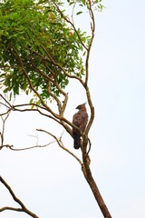 Hawk resting on a tree branch