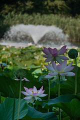 lotus flowers with a fountain in the background (Egyptian lotus)
