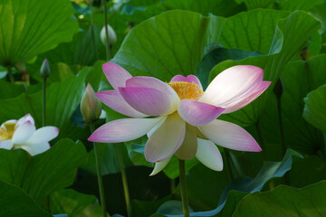 pink lotus flower (Egyptian lotus)