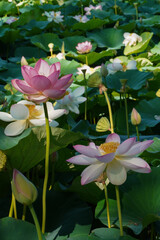 pink lotus flowers (Egyptian lotus)