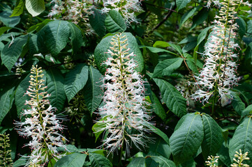 erect panicles with white blossoms of aesculus parviflora