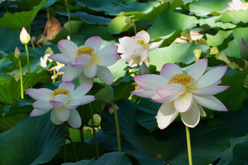 White Egyptian lotus flowers