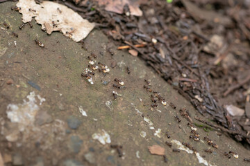 卵をかかえて引っ越しをするアリの行列