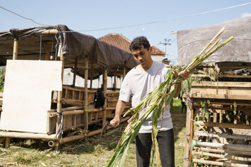 asian traditional farmer preparing some food for his farm animal. goat and cow feeding time