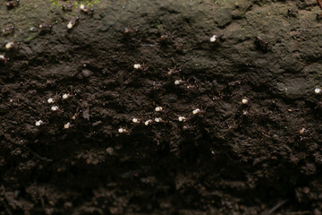 卵をかかえて引っ越しをするアリの行列