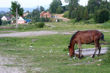 A horse grazes on a green meadow littered with garbage in a mountain village