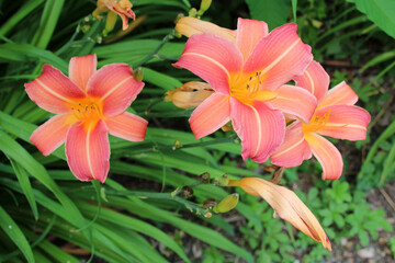 Fototapeta na wymiar flowers (lily ?) in a garden in touraine (france)