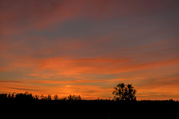 colorful sunset skies and black tree silhouettes, summer