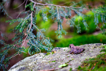 A gray forest frog sits on a stone in the forest against a background of fir branches