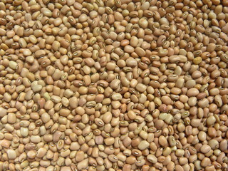 Beige color raw whole dry Cowpea legume