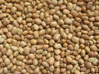 Beige color raw whole dry Cowpea legume