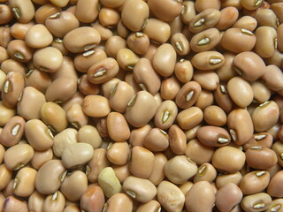 Beige color raw whole dry Cowpea legume
