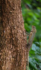 A brown color reptile in a tree