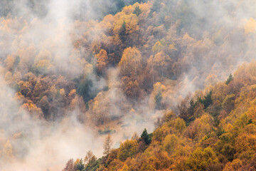Fototapeta na wymiar Misty forest covered in fog with autumn colors . Foggy colorful fall mountains. Peaceful moody scenery.