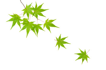 Autumn falling leaves  on white background
