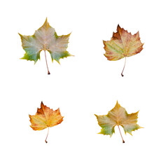 four maple leaves isolated on white background
