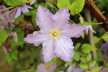flowers in a garden in touraine (france)