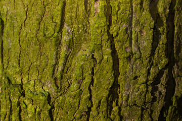 Kora kasztanowca pospolitego pokryta mchem.