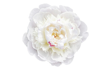 white peony flower isolated on white - obrazy, fototapety, plakaty