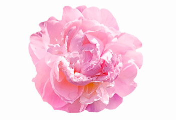 pink peony flower isolated on white