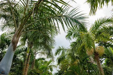 Tropical nature and plants