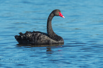 Black Swan on the lake