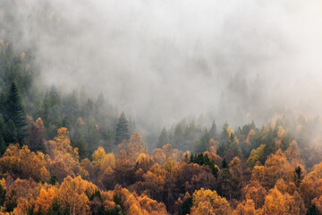 Misty forest covered in fog with autumn colors . Foggy colorful fall mountains. Peaceful moody...