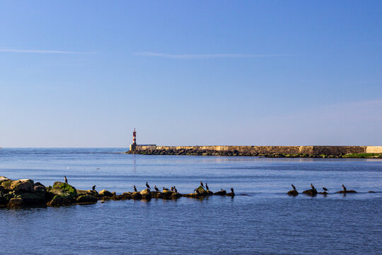 farol e corvos marinhos