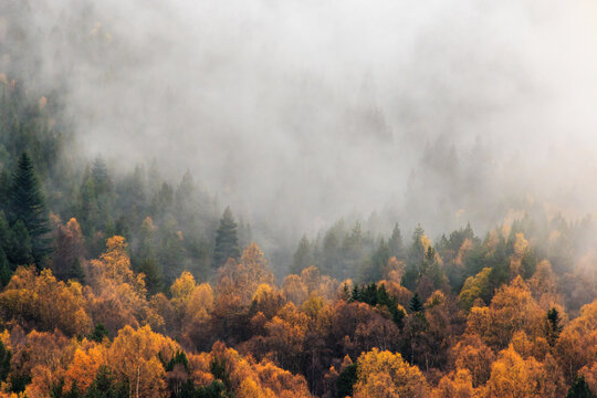 Fototapeta Misty forest covered in fog with autumn colors . Foggy colorful fall mountains. Peaceful moody scenery.