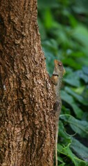 A brown color reptile in a tree