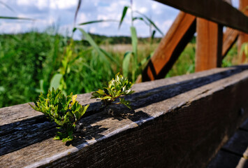 Drewniany mostek i jego detale.