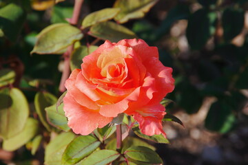 orange rose in garden