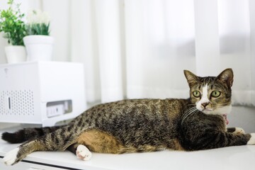 Happy cat lovely comfortable Stay home with cat in the room. Cat Eyes Looking