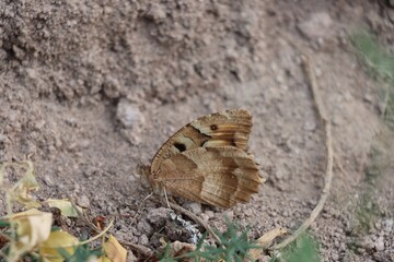 Butterfly on the ground