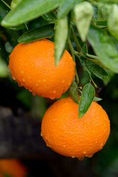 Mandarinas, de la variedad Clemenvilla, en el árbol, pendientes de recolección. Valencia. España. Europa