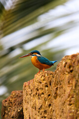 Kingfishers or Alcedinidae are a family of small to medium sized, brightly colored birds in the order Coraciiformes. Kingfisher bird watching.