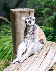 Ring tailed Lemur (Lemur catta) sitting on a wooden log with a natural green forest background
