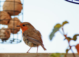 Robin Redbreast perched on fence