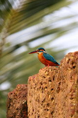 Kingfishers or Alcedinidae are a family of small to medium sized, brightly colored birds in the order Coraciiformes. Kingfisher bird watching.