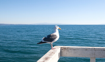 Seagull Perching on the Beach