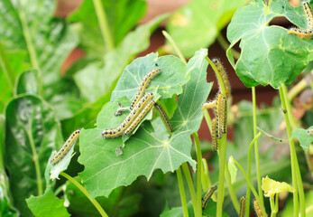 Cluster of White Cabbage Leaf Butterfly Caterpillars feeding in a lush green Nasturtium leaf